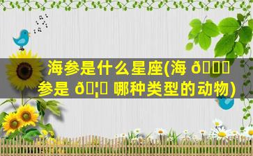 海参是什么星座(海 🐎 参是 🦁 哪种类型的动物)